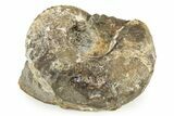 Cretaceous Fossil Ammonite (Hoploscaphities) - South Dakota #242534-1